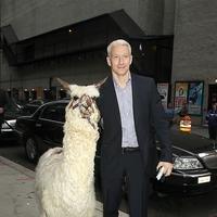 Anderson Cooper at the 'Late Show with David Letterman' | Picture 89258